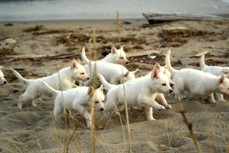 vit herdehund valpar